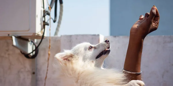 Indischer Spitz Hund Springt Und Versucht Futter Aus Der Hand — Stockfoto