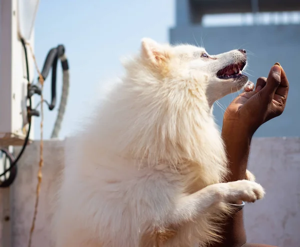 Indian Spitz Dog Pulando Tentar Comer Comida Sua Mão Proprietária — Fotografia de Stock