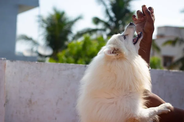 Indian Spitz Dog Ugrás Megpróbál Enni Ételt Tulajdonos Kezét Kutya — Stock Fotó