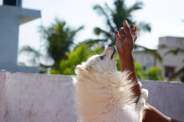 Indian Spitz Dog Pulando Tentar Comer Comida Sua Mão Proprietária — Fotografia de Stock