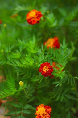 Kırmızı renkli çiçek desenli resimler. Bahçede açan kırmızı çiçek. Güzel ve renkli bir çiçek. Yan görünüm.