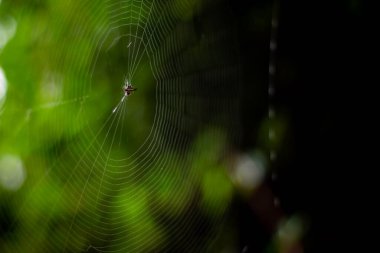 Örümcek ağındaki böcek örümceği silueti doğa arka planında izole edilmiş..