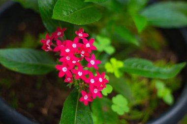 Kırmızı renkli çiçek desenli resimler. Bahçede açan kırmızı çiçek. Güzel ve renkli bir çiçek. Yan görünüm.