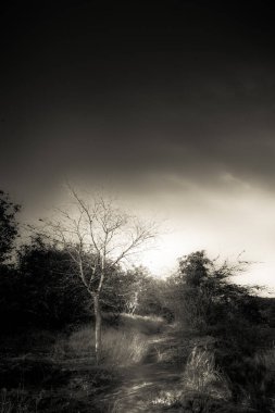 Güzel sanatlar, Tropikal Kuru Orman 'ın siyah beyaz fotoğrafı. Sıfır Su Bölgesi.