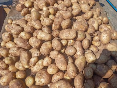 Hint sokak pazarında çiğ patates satışı. Alıcıya patates satan adam..