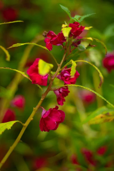 Red color flower stock Images. Red flower blooming in garden. Beautiful and colorful flower. Side view.