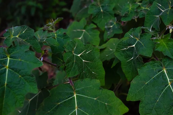 Dangerous Thorny Plants Leaves Garden Thorny Leafs — Stockfoto