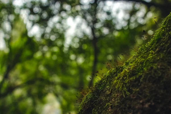 Blurry Deep Green Forest Background Defocused — ストック写真