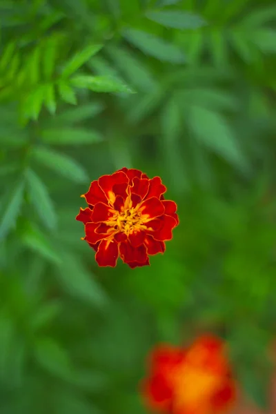 Red color flower stock Images. Red flower blooming in garden. Beautiful and colorful flower. Side view.
