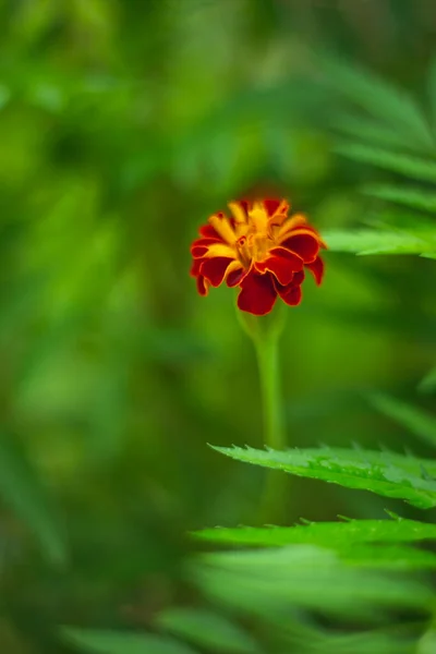 Red color flower stock Images. Red flower blooming in garden. Beautiful and colorful flower. Side view.