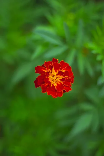 Red color flower stock Images. Red flower blooming in garden. Beautiful and colorful flower. Side view.