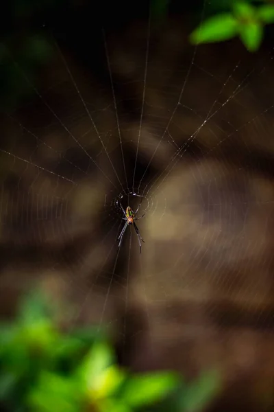 Комаха Павук Веб Силуеті Spider Ізольовано Фоні Природи — стокове фото