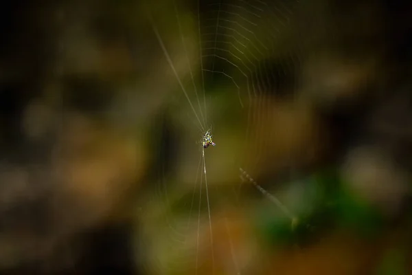 Комаха Павук Веб Силуеті Spider Ізольовано Фоні Природи — стокове фото