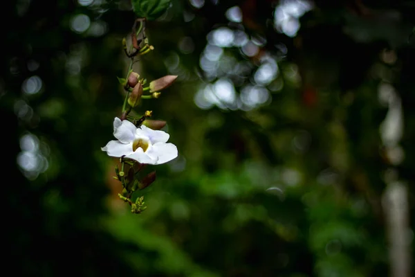Зображення Білих Квітів Біла Квітка Квітуча Саду Красива Барвиста Квітка — стокове фото
