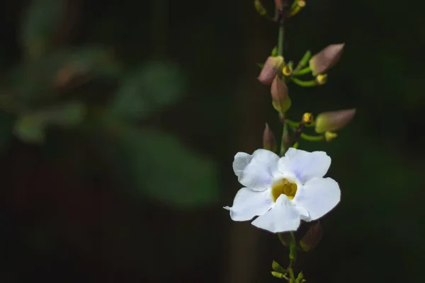 Зображення Білих Квітів Біла Квітка Квітуча Саду Красива Барвиста Квітка — стокове фото