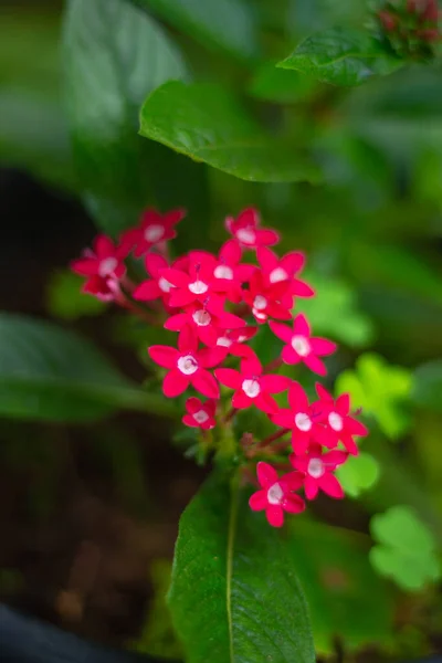 Red color flower stock Images. Red flower blooming in garden. Beautiful and colorful flower. Side view.