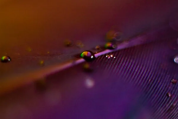 Colorful Water Drop Bird Feather Selective Focus Macro Shot — Φωτογραφία Αρχείου
