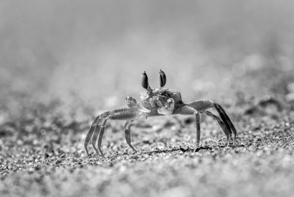 Fine Art Black White Photo Small Beach Crab —  Fotos de Stock