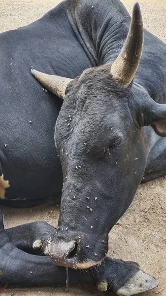 Black Indian Cow Sleeping Street Full Housefly Its Face — 스톡 사진