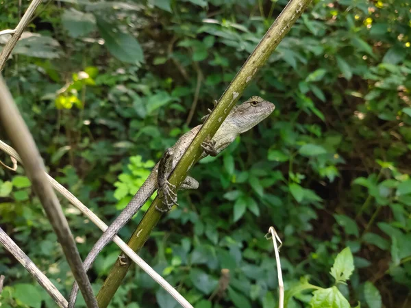 Garden Lizard Indian Garden Lizard Calotes Calotes Detail Eye Portrait — Zdjęcie stockowe