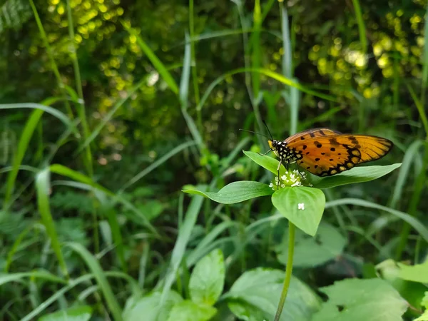 Schöner Schmetterling Auf Der Blume Und Honig Saugend Selektiver Fokus — Stockfoto