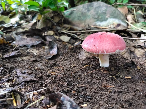 Poisonous Mushroom on forest. fresh wild autumn forest mushroom.