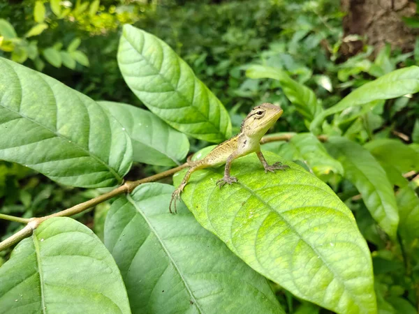 Garden Lizard Indian Garden Lizard Calotes Calotes Detail Eye Portrait — Zdjęcie stockowe