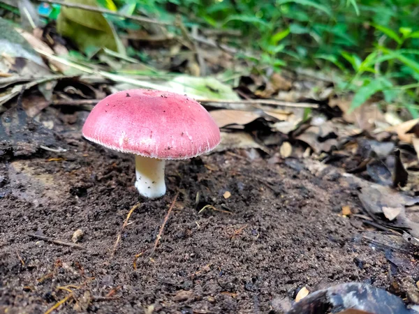 Poisonous Mushroom on forest. fresh wild autumn forest mushroom.