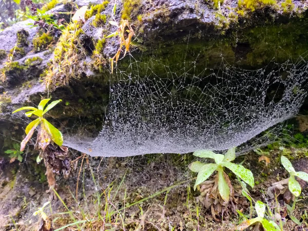 Wet Spider Web Plant Outdoor Spider Web Stock Image —  Fotos de Stock