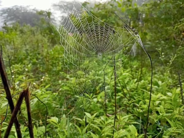 Wet Spider Web Plant Outdoor Spider Web Stock Image —  Fotos de Stock