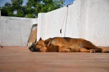 Alman Çoban Köpeği Uyuyan Stok Fotoğrafları - Köpek Fotoğrafçılığı.
