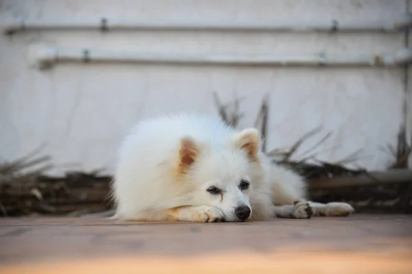 Cute White Indian Spitz Dog Posing Stock Image Dog Photography — ストック写真