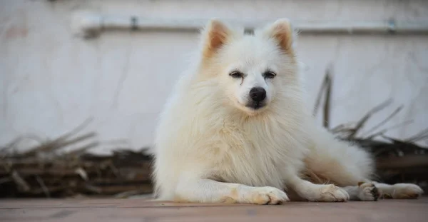 Bonito Branco Indiano Spitz Cão Posando Imagem Stock Fotografia Cão — Fotografia de Stock