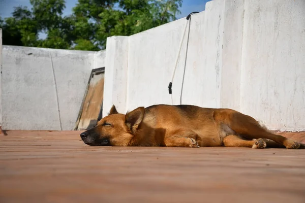 Deutscher Schäferhund Schlafstock Bilder Dog Photography — Stockfoto