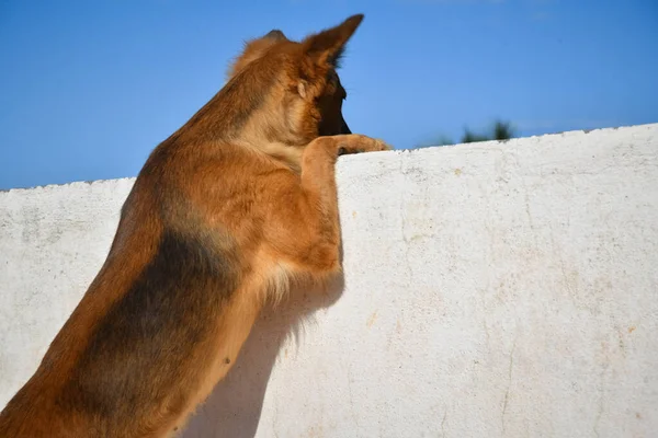 Deutscher Schäferhund Steht Und Schaut Nach Draußen — Stockfoto