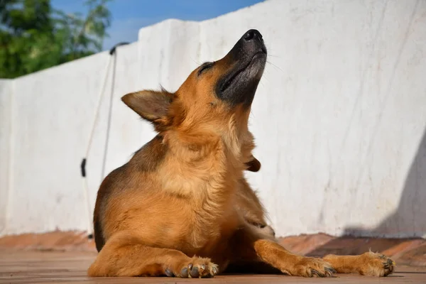 Deutscher Schäferhund Futter Essen Hund Hund Posieren Deutscher Schäferhund Haustier — Stockfoto