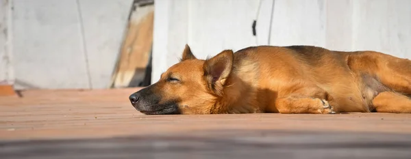 German Shepherd Dog Sleeping Stock Images Dog Photography — Stock Fotó