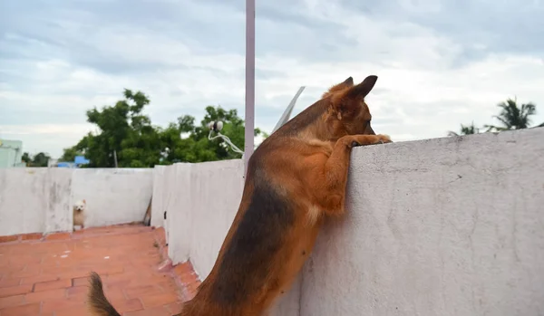 German Shepherd Dog Standing Looking — Stockfoto