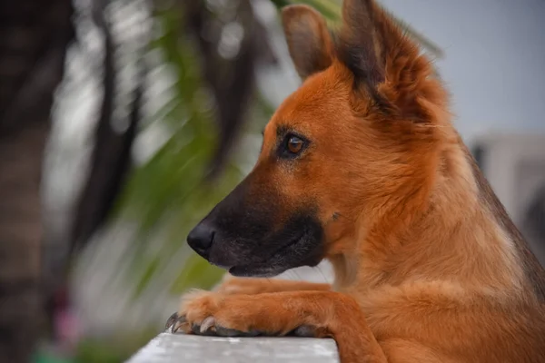 German Shepherd Dog Posing Stock Images Dog Photography — Zdjęcie stockowe