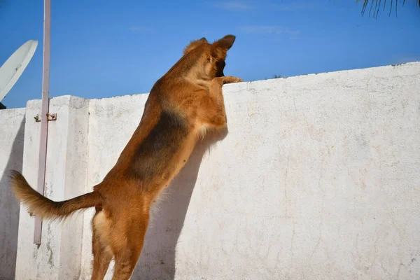 German Shepherd Dog Standing Looking Лицензионные Стоковые Фото
