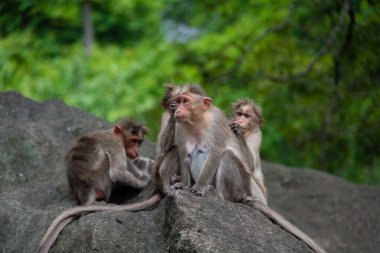 Group of Temple Monkey Family Sitting on Forest Rock. Rhesus Macaque Monkeys.