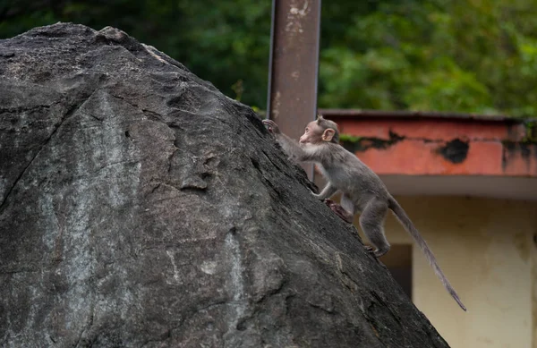 Baby Monkey Claiming Forest Rock Rhesus Macaque Monkeys — Zdjęcie stockowe