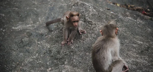 Обезьянка Играет Лесной Скале Rhesus Macaque Monkeys — стоковое фото