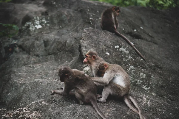 Group of Temple Monkey Family Sitting on Forest Rock. Rhesus Macaque Monkeys.