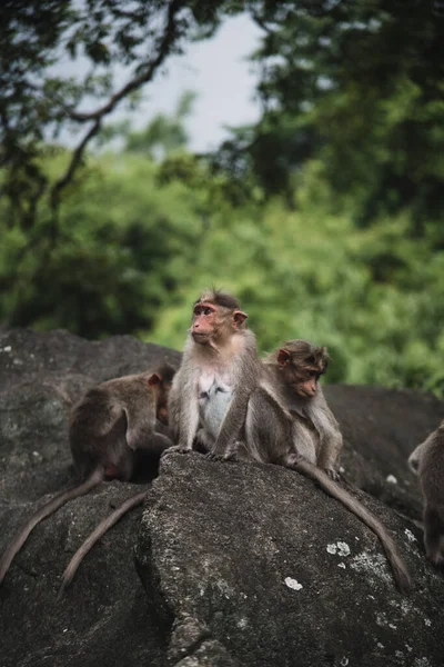 Group of Temple Monkey Family Sitting on Forest Rock. Rhesus Macaque Monkeys.