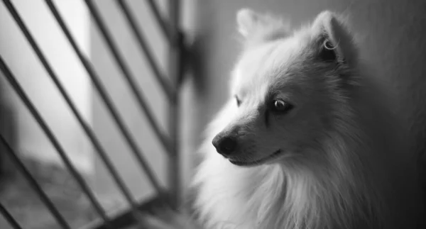 Retrato Cão Branco Com Profundidade Campo Rasa Foco Seletivo — Fotografia de Stock