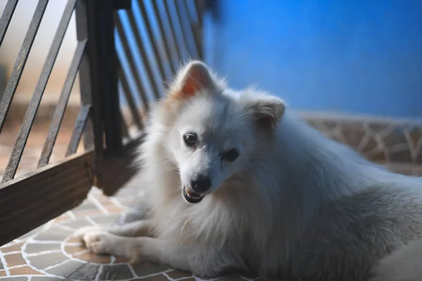 フィールドの浅い深さを持つ白い犬の肖像画 選択的フォーカス — ストック写真
