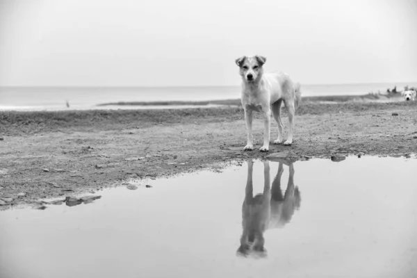 Animal Outdoor Stray Dog Reflection Rain Water Beach Street Dog — Stock Photo, Image