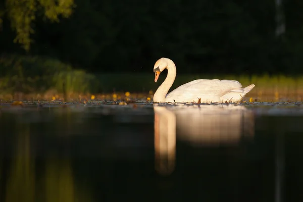 Sleepy mute swan on lake — Stock Photo, Image