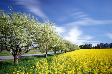 elma ağaçlarının ve tecavüz alanını göster